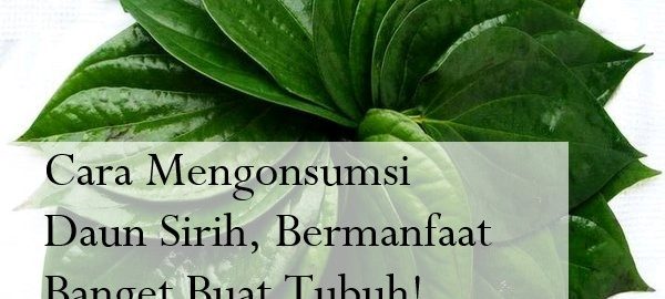 Cara Mengonsumsi Daun Sirih