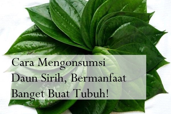 Cara Mengonsumsi Daun Sirih